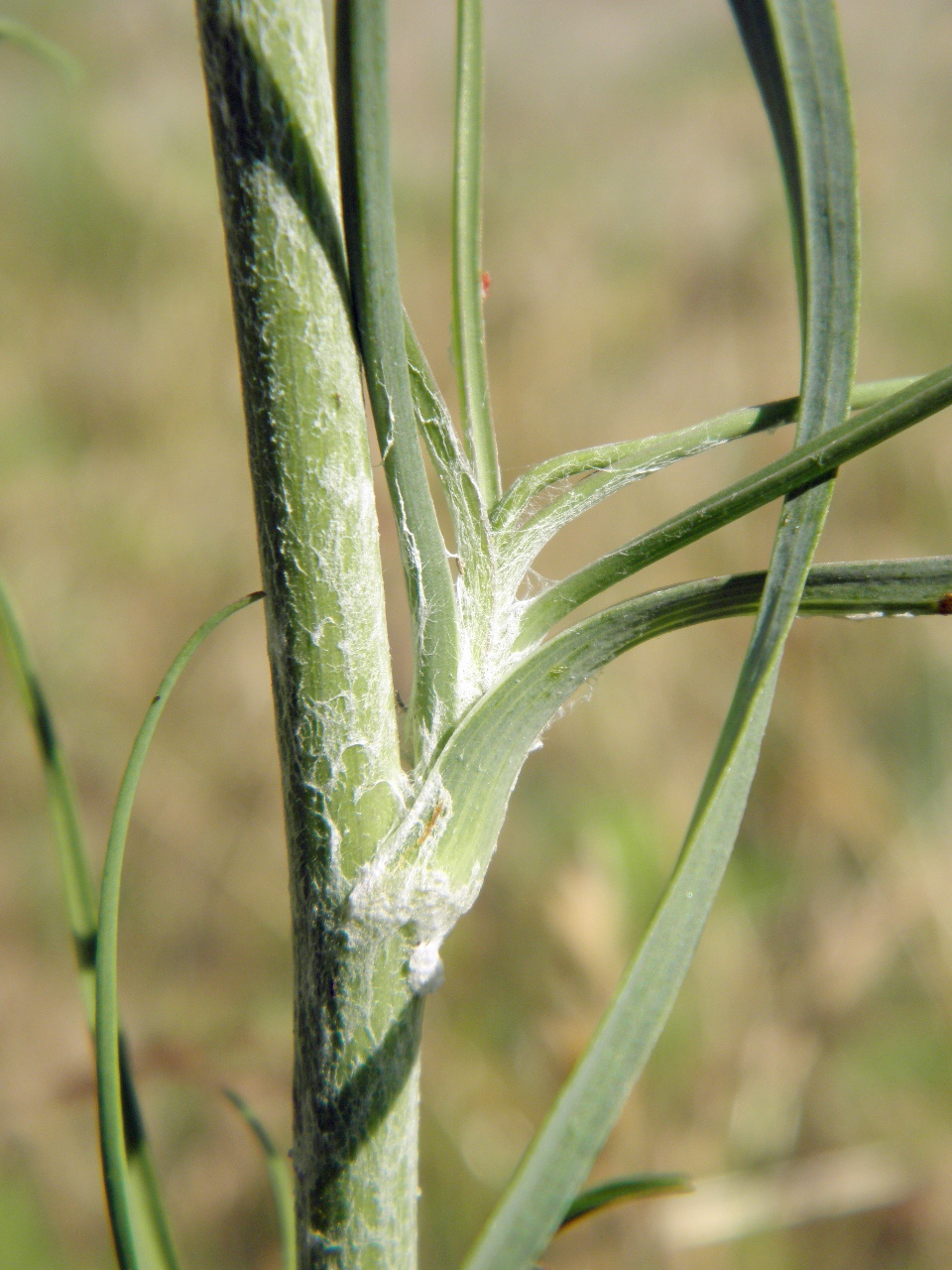 Image of Tragopogon ucrainicus specimen.