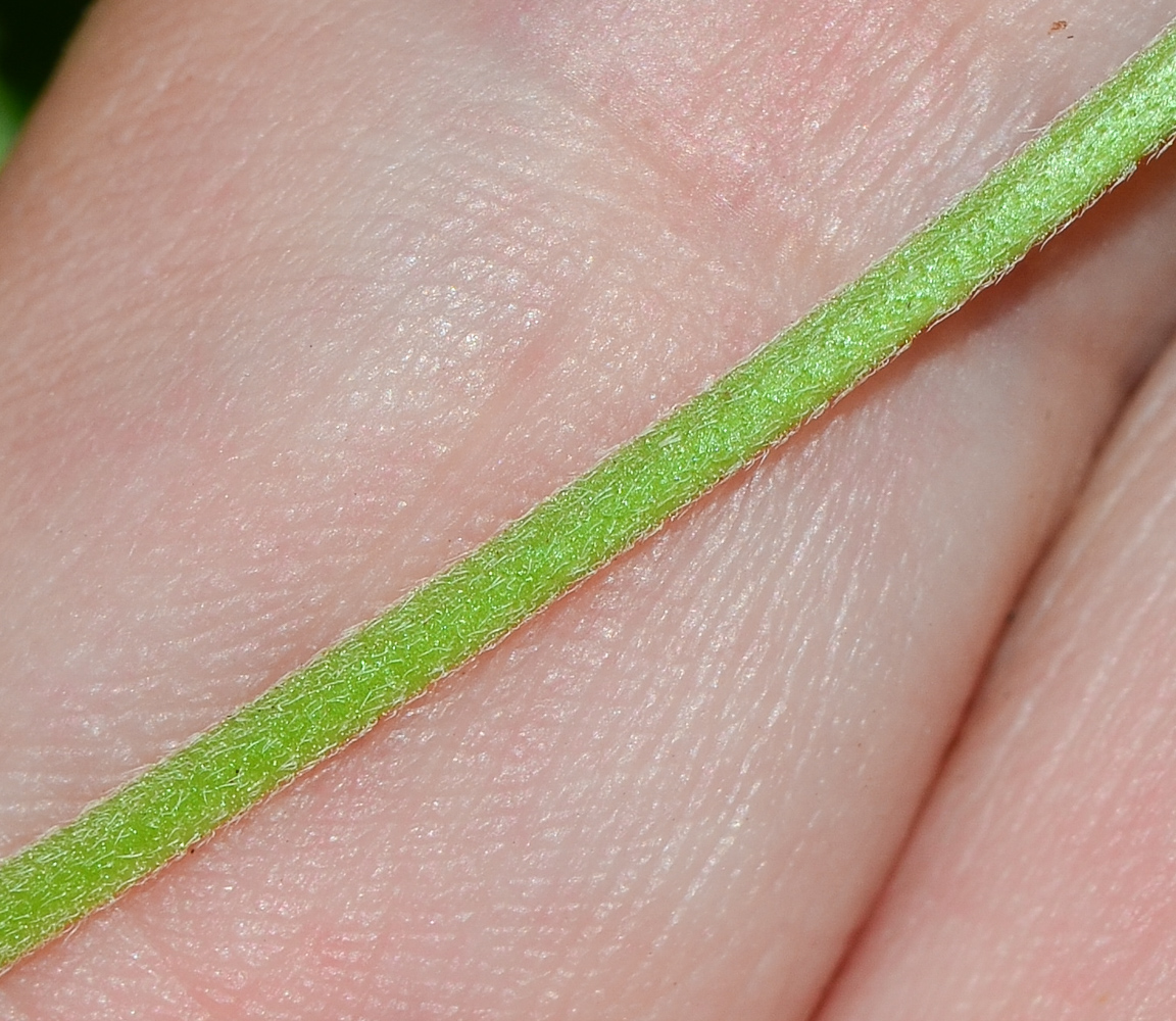 Image of Lantana montevidensis specimen.