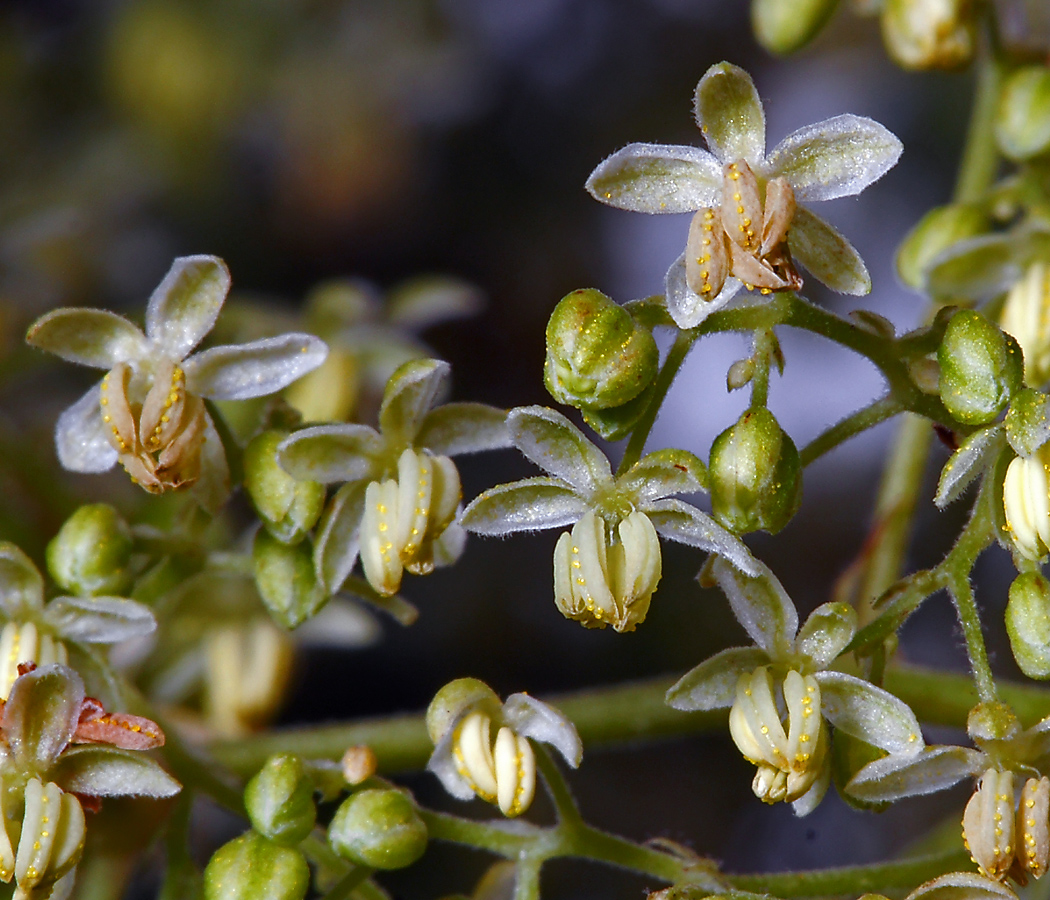 Image of Humulus lupulus specimen.