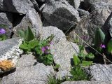 Cortusa brotheri. Цветущие растения на каменистой осыпи. Казахстан, Большое Алматинское ущелье, около 2500 м н.у.м. Июнь 2009 г.