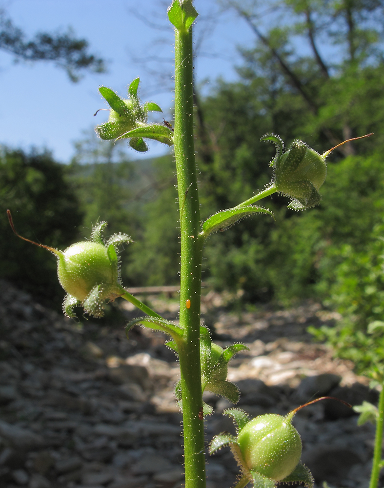 Image of Verbascum blattaria specimen.