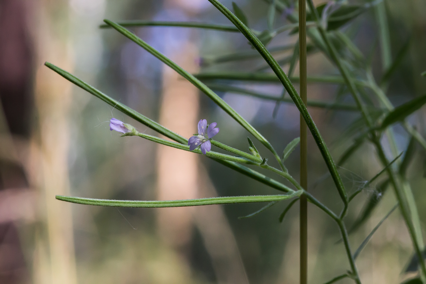 Image of Epilobium adenocaulon specimen.