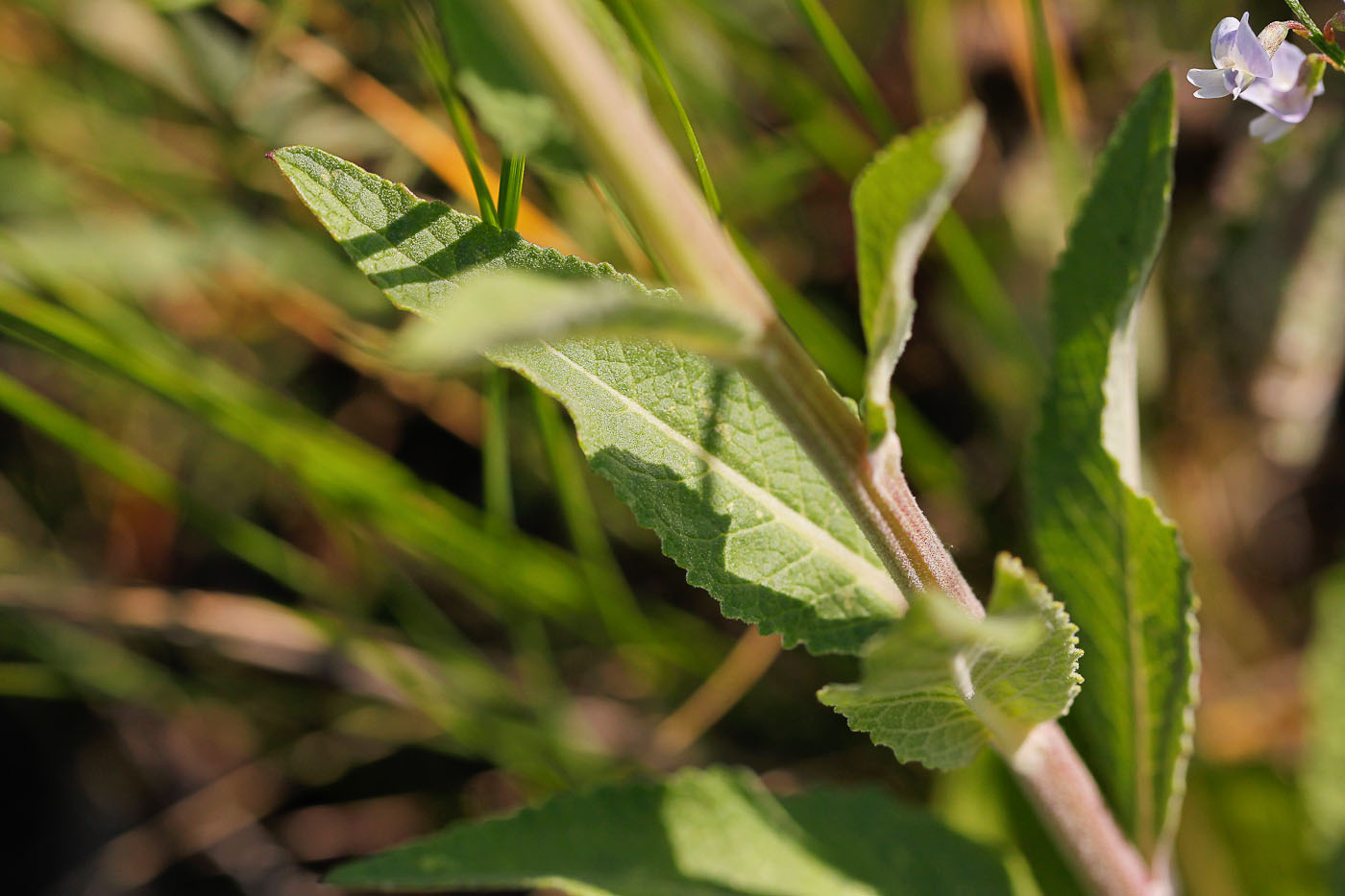 Image of Verbascum lychnitis specimen.