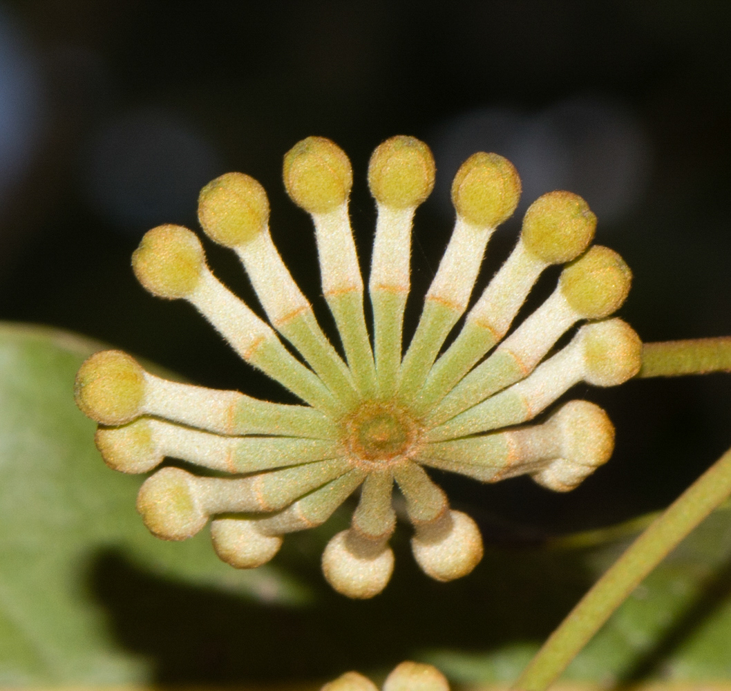 Image of Stenocarpus sinuatus specimen.