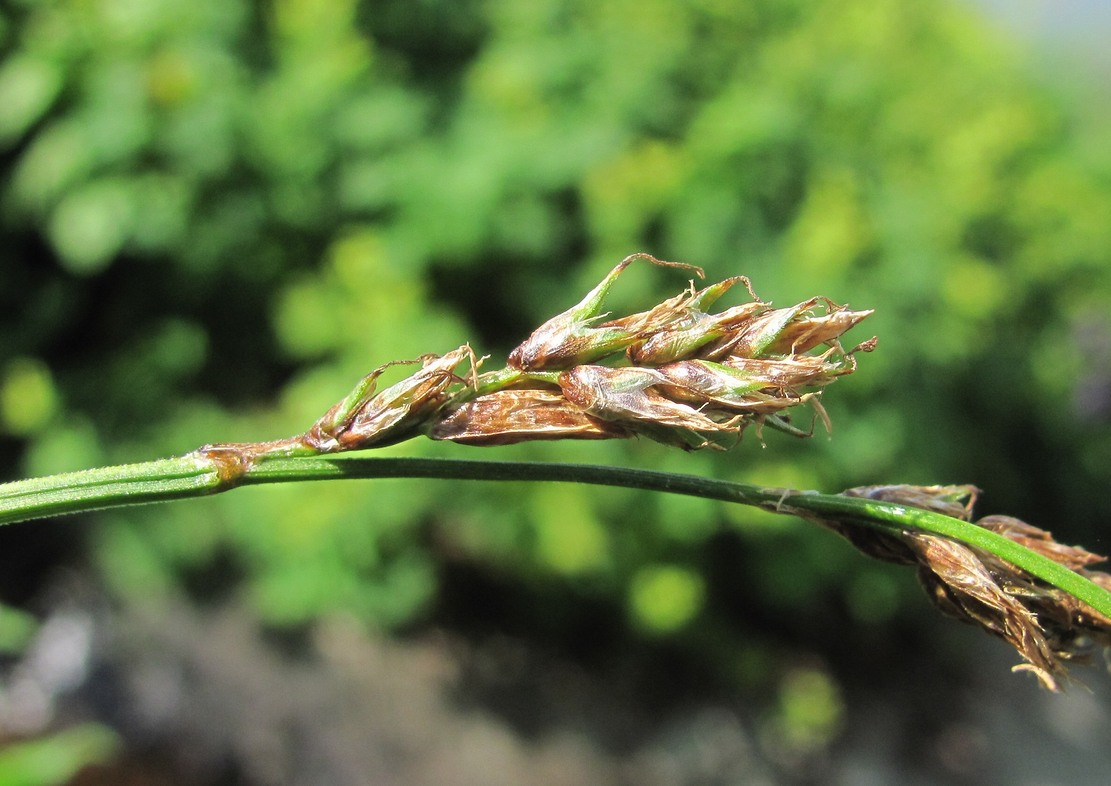 Изображение особи Carex paniculata.