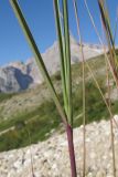 род Calamagrostis. Часть побега. Адыгея, Кавказский биосферный заповедник, южный скалистый склон горы Оштен, исток р. Мутный Тепляк, субальпийский пояс, выс. ≈ 2000 м н.у.м., среди валунов. 30.08.2015.