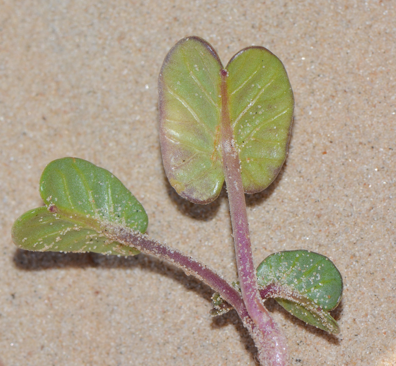 Image of Ipomoea imperati specimen.