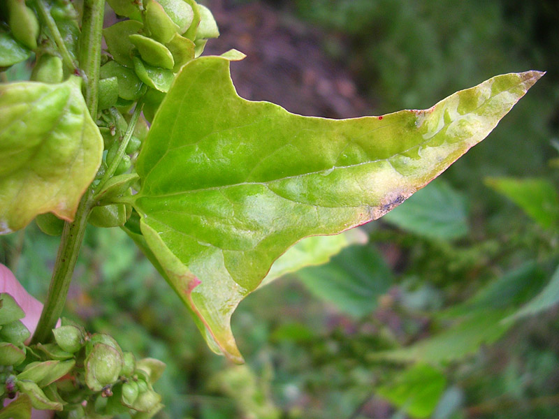 Изображение особи Atriplex sagittata.