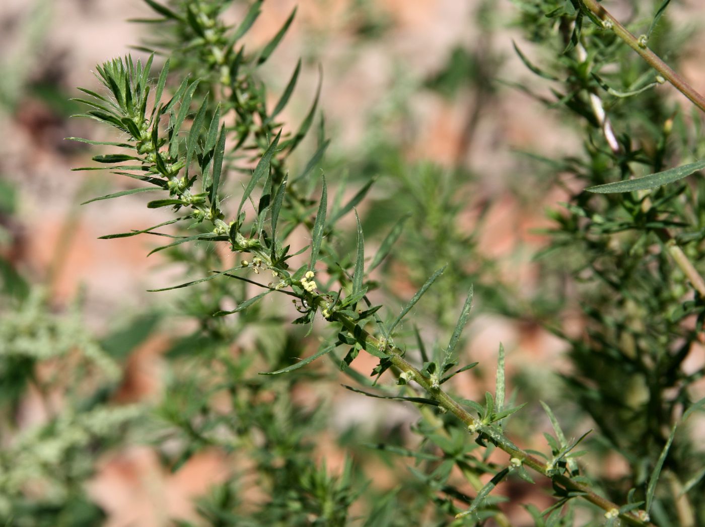 Image of Bassia scoparia specimen.