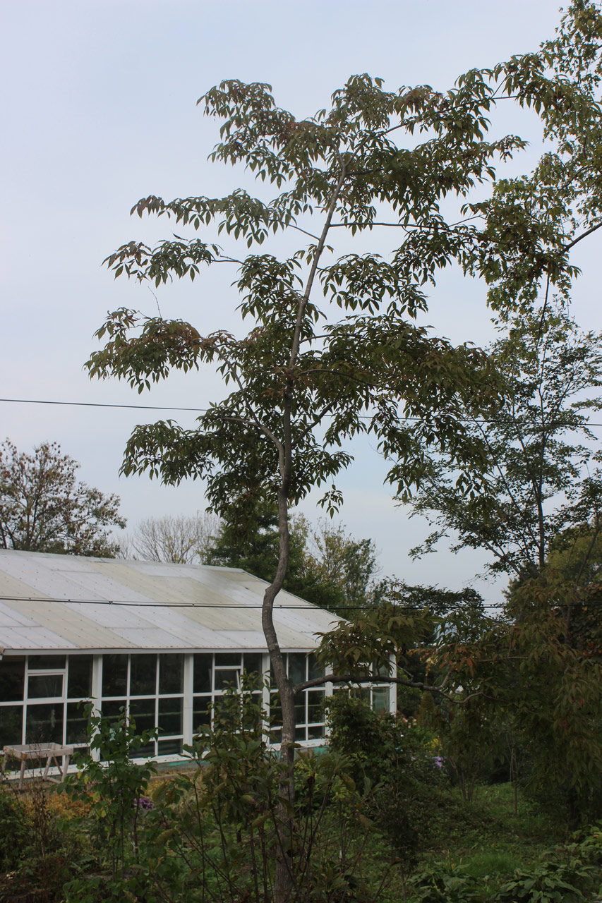 Image of Acer mandshuricum specimen.