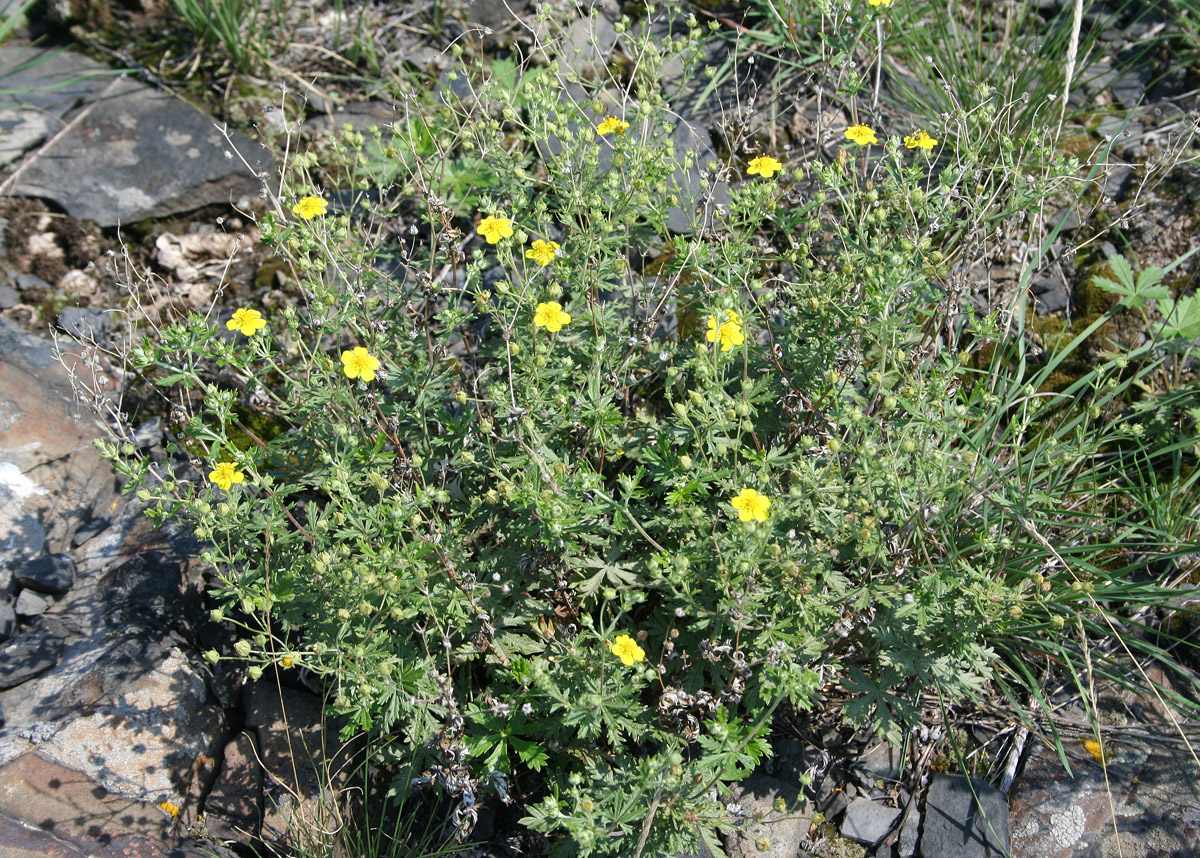 Image of Potentilla impolita specimen.