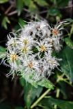 Clematis vitalba. Плоды. Крым, пос. Партенит, имение Раевских «Карасан». 11.10.2016.