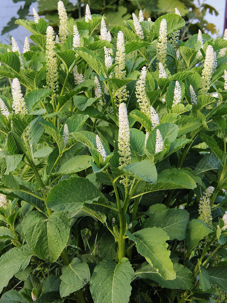 Image of Phytolacca acinosa specimen.