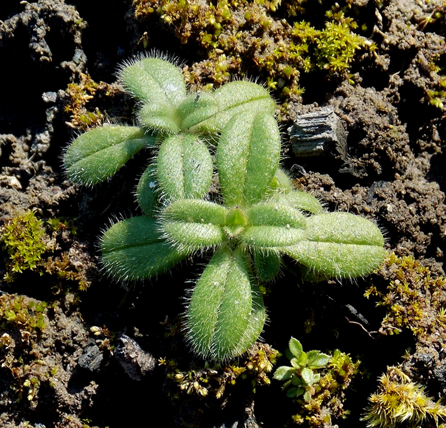 Изображение особи Cerastium pumilum.