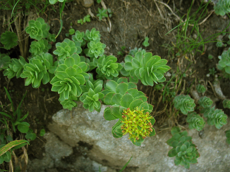 Image of Rhodiola rosea specimen.