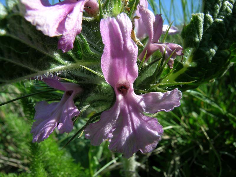 Изображение особи Phlomoides boraldaica.