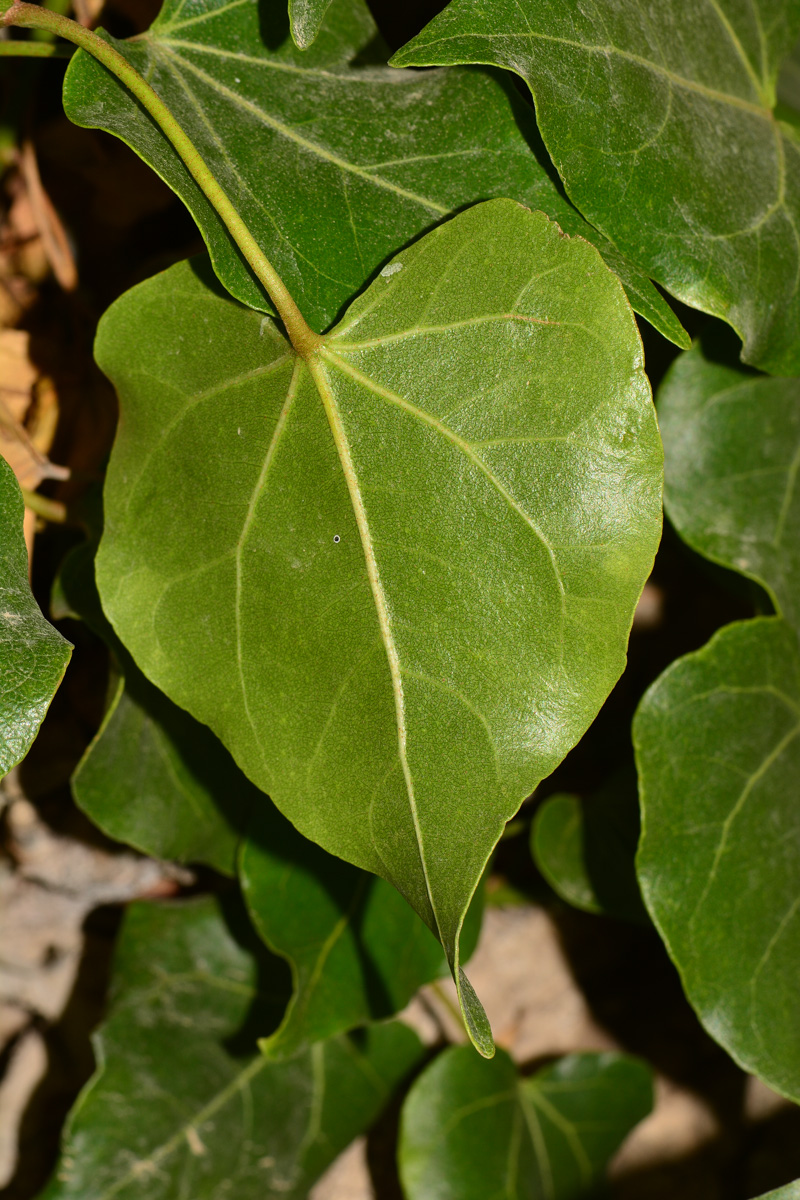 Image of Thespesia populnea specimen.