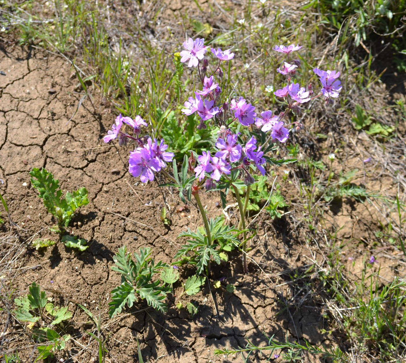 Изображение особи Geranium tuberosum.