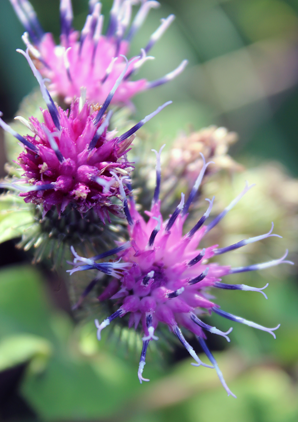 Image of Arctium lappa specimen.