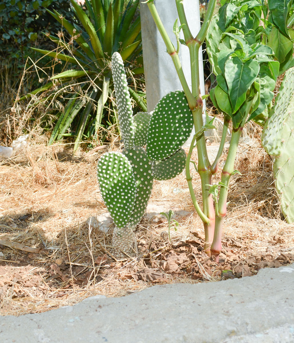 Image of Opuntia microdasys specimen.