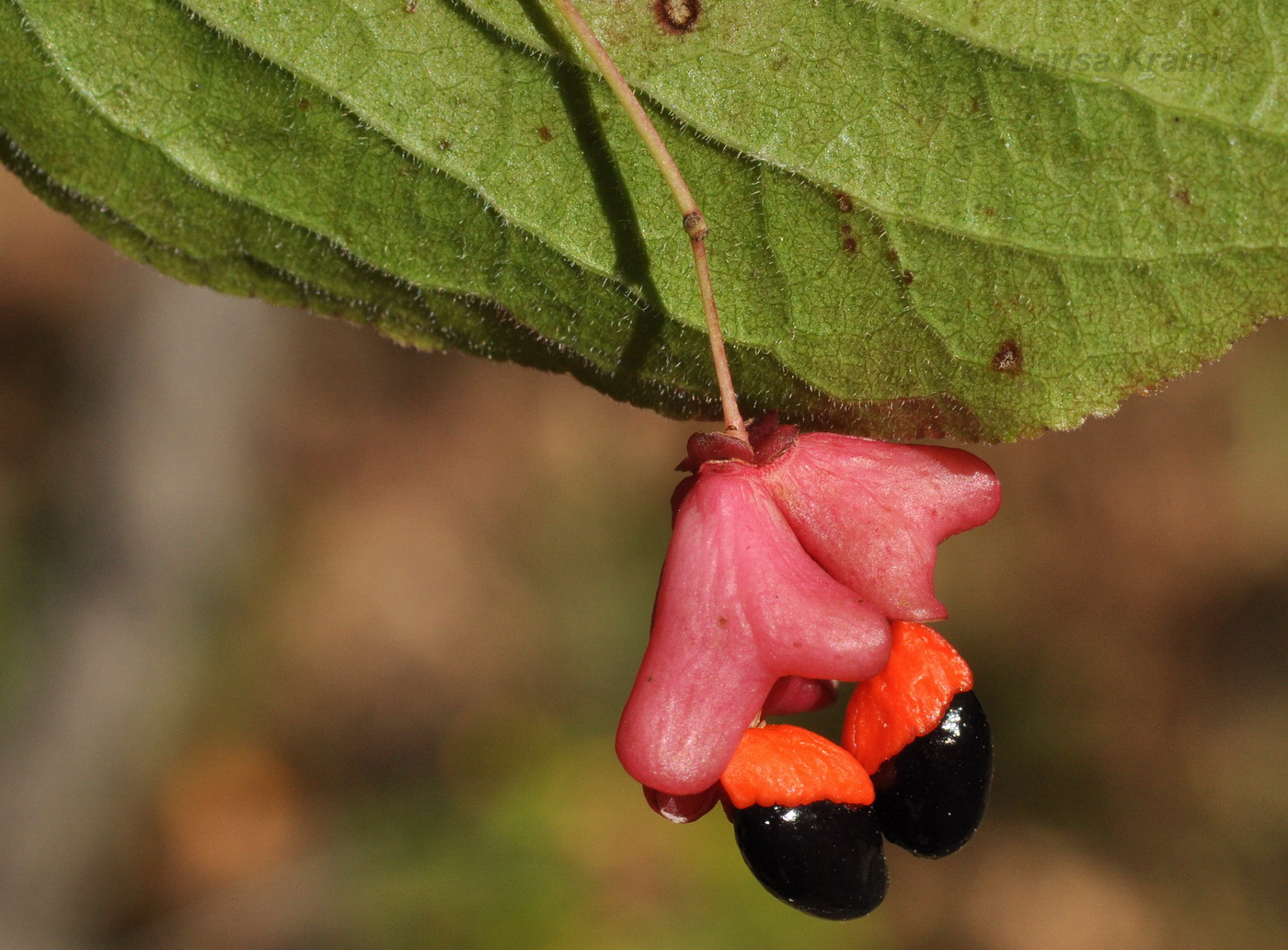 Image of Euonymus pauciflorus specimen.