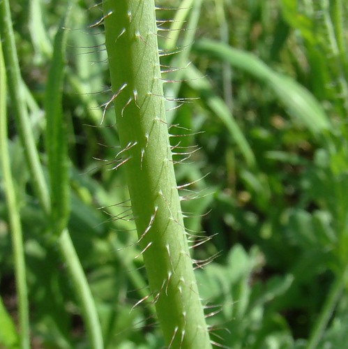 Image of Papaver stevenianum specimen.