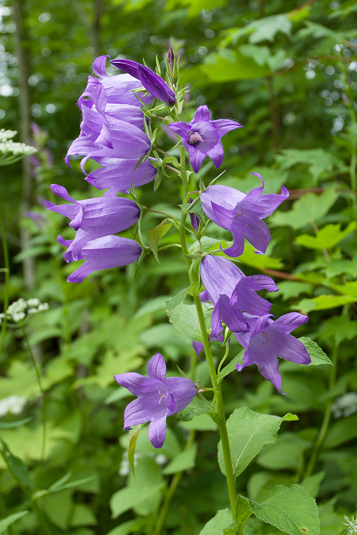 Image of Campanula latifolia specimen.