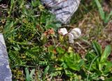 Pedicularis rhinanthoides. Цветущее растение. Таджикистан, Фанские горы, перевал Талбас, ≈ 3400 м н.у.м., берег ручья. 01.08.2017.