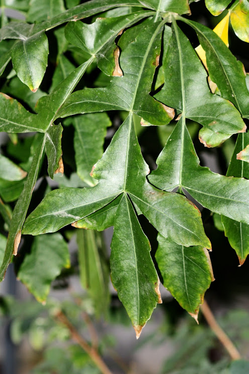 Изображение особи семейство Araliaceae.