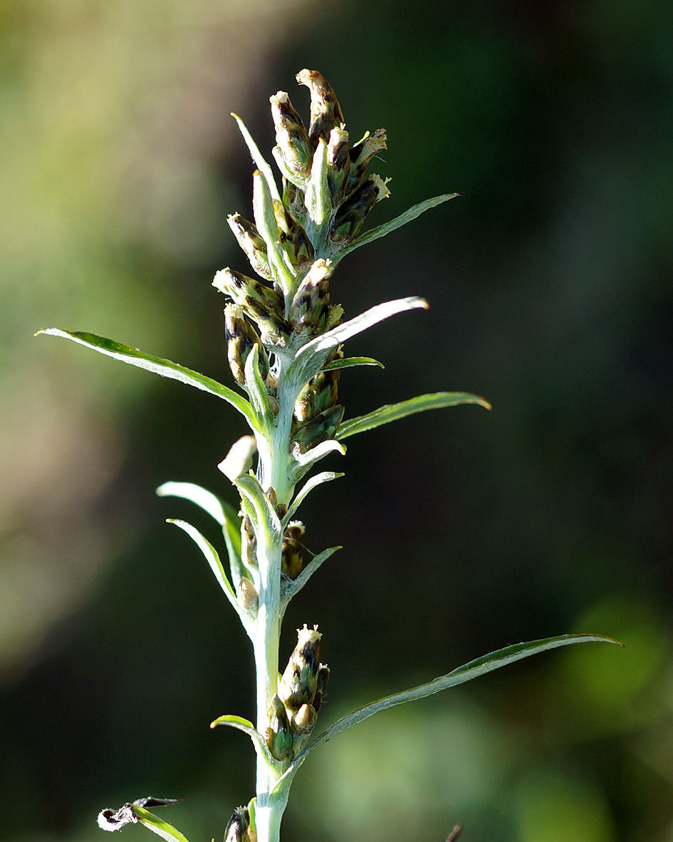 Изображение особи Omalotheca sylvatica.