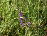 Salvia pratensis