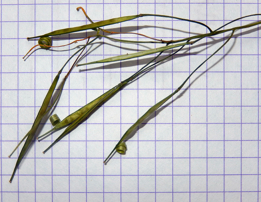 Image of Cardamine tenera specimen.