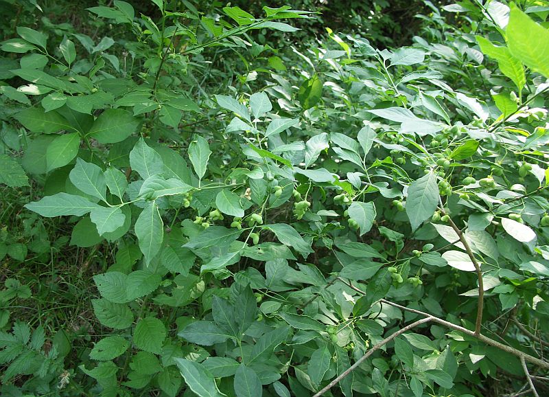 Image of Euonymus europaeus specimen.