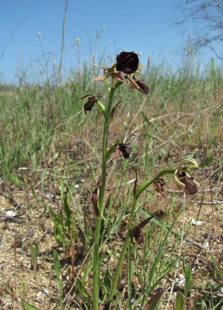 Image of Ophrys mammosa specimen.