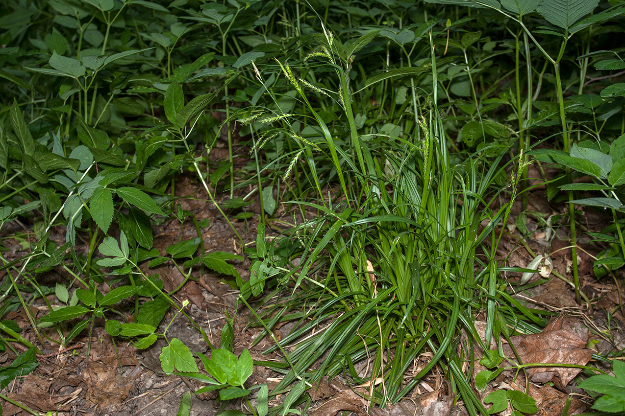 Изображение особи Carex sylvatica.