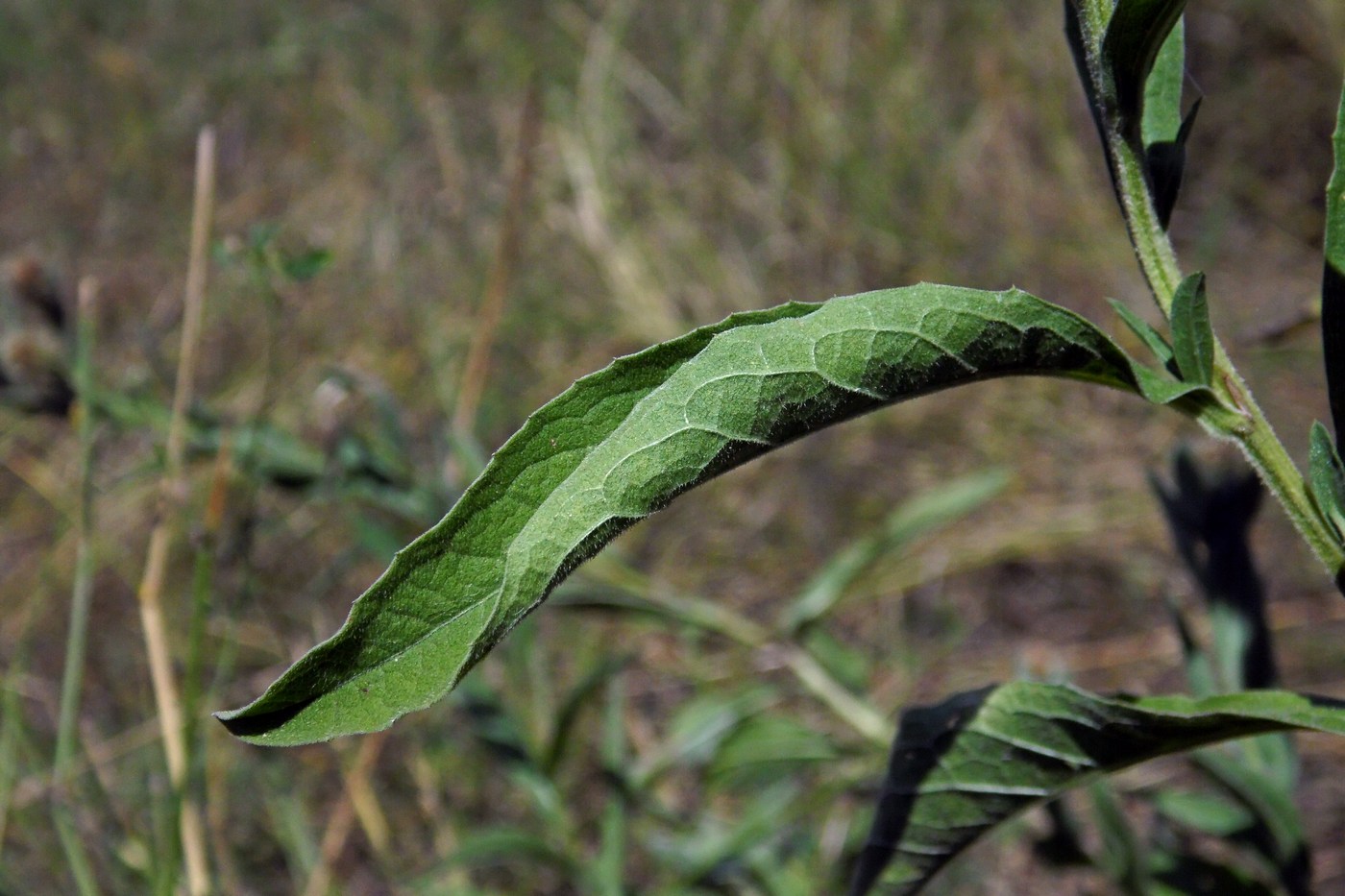 Image of Centaurea abnormis specimen.