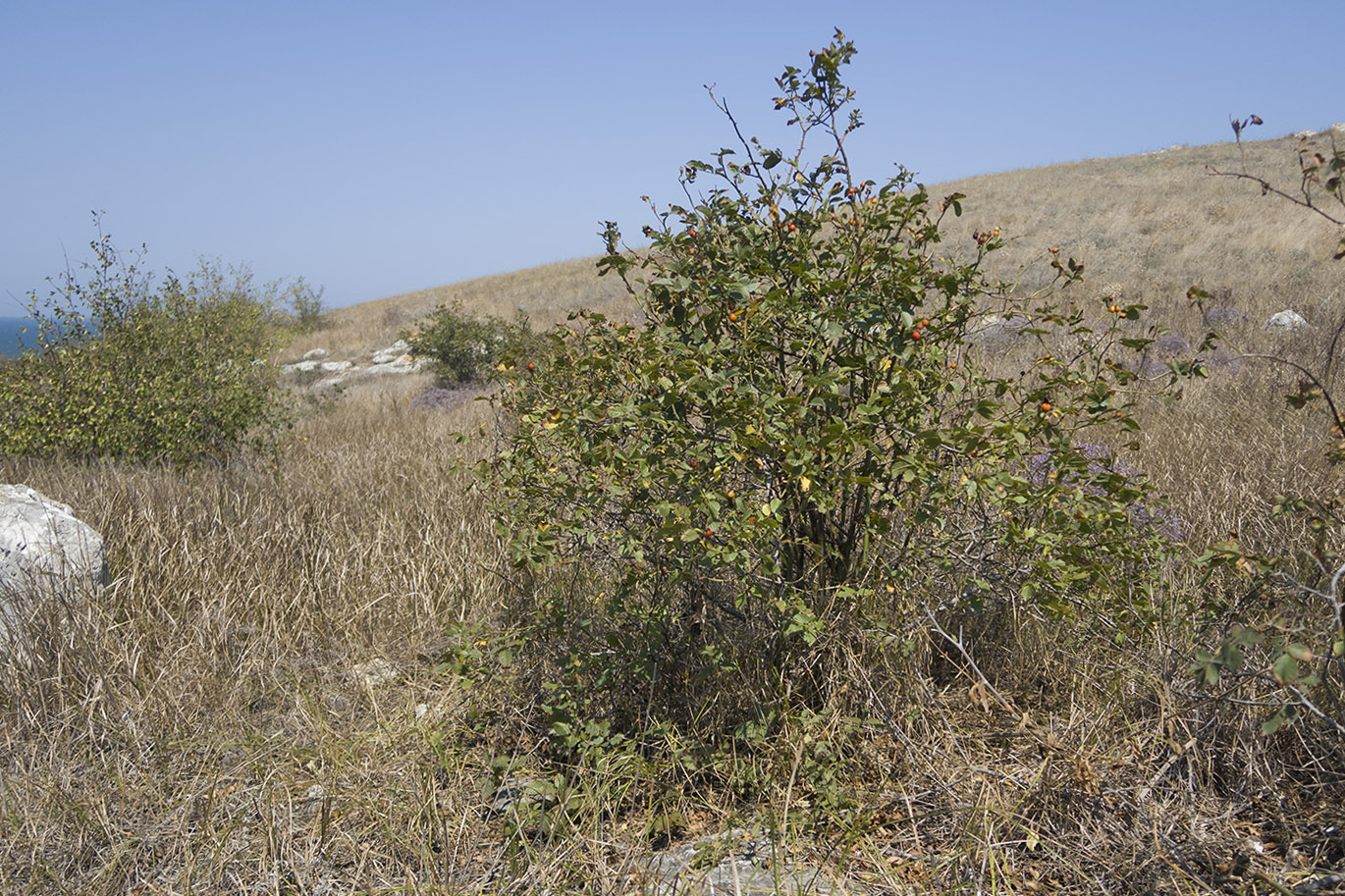 Image of Rosa marginata specimen.