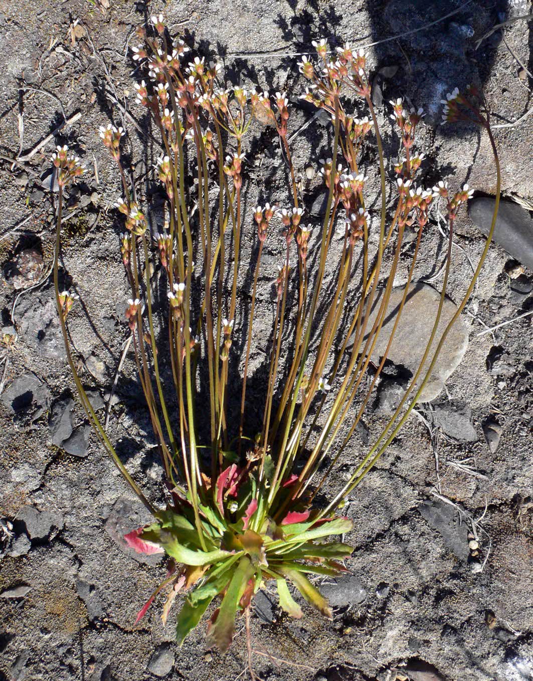 Image of Androsace septentrionalis specimen.