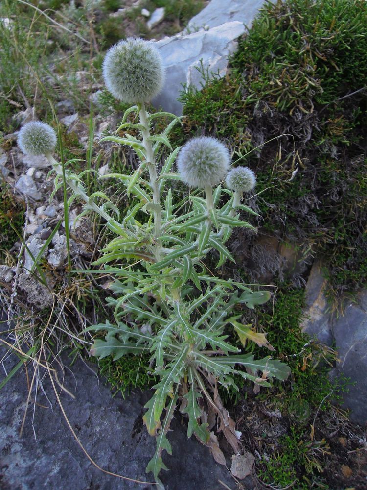 Изображение особи Echinops humilis.