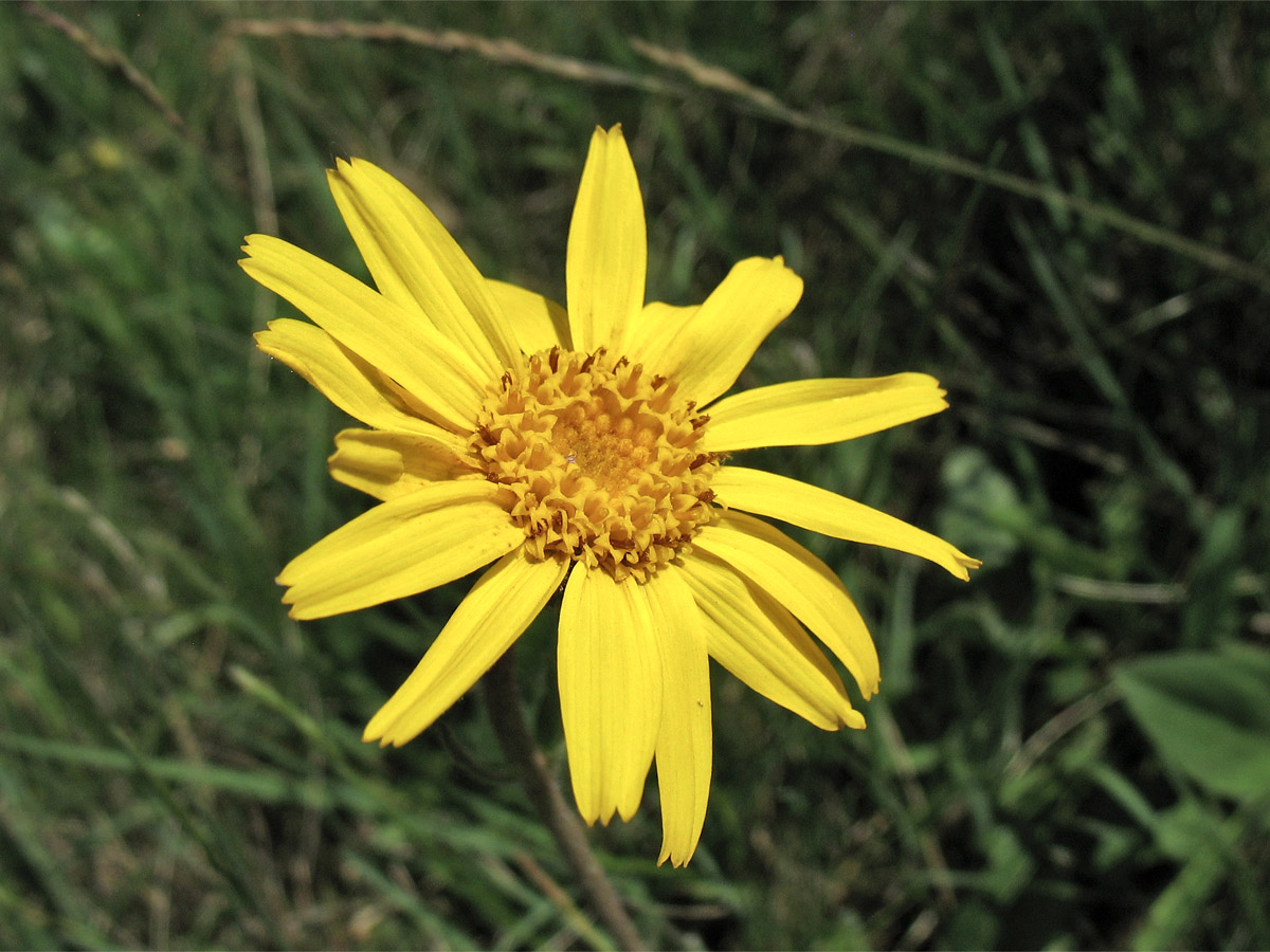 Image of Arnica montana specimen.