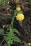 Cirsium erisithales