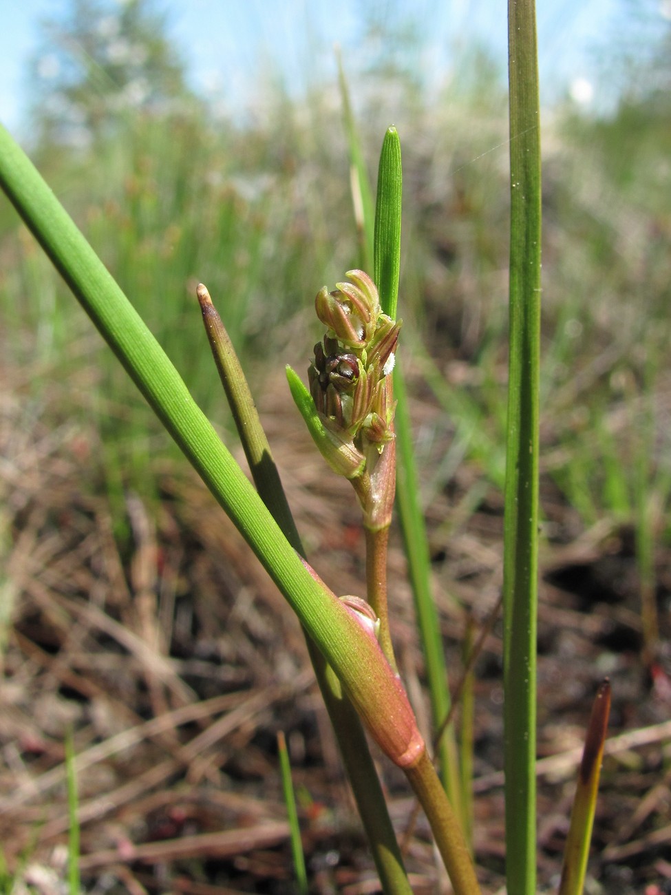 Image of Scheuchzeria palustris specimen.