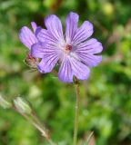 Geranium tuberosum. Цветок. Республика Кипр, окр. г. Лимасол (Λεμεσός), рудеральное местообитание недалеко от моря. 02.03.2019.