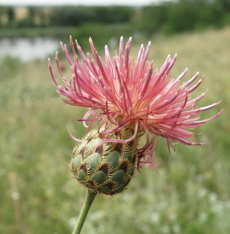 Изображение особи род Centaurea.