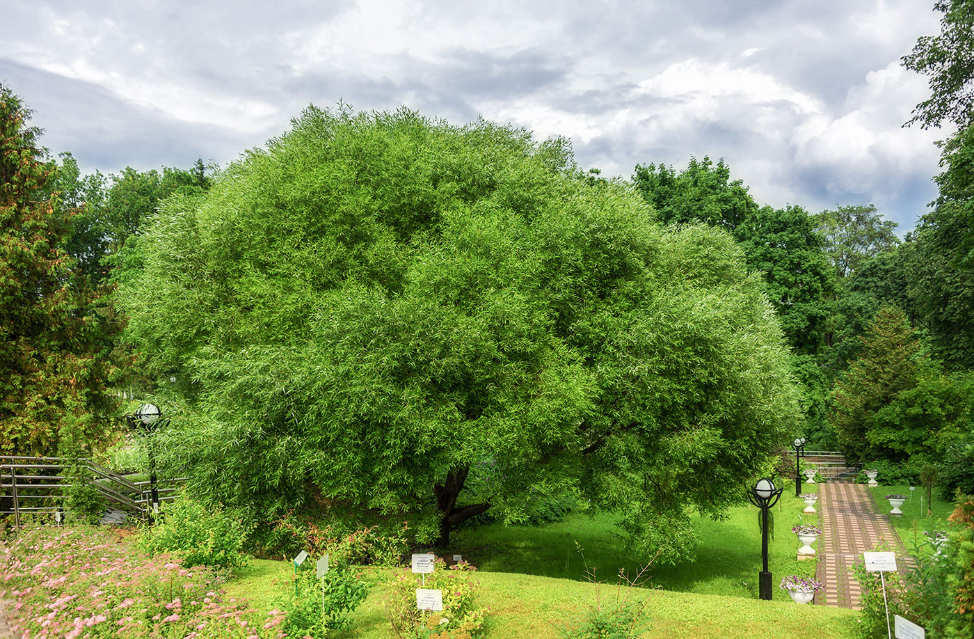 Image of Salix fragilis var. sphaerica specimen.