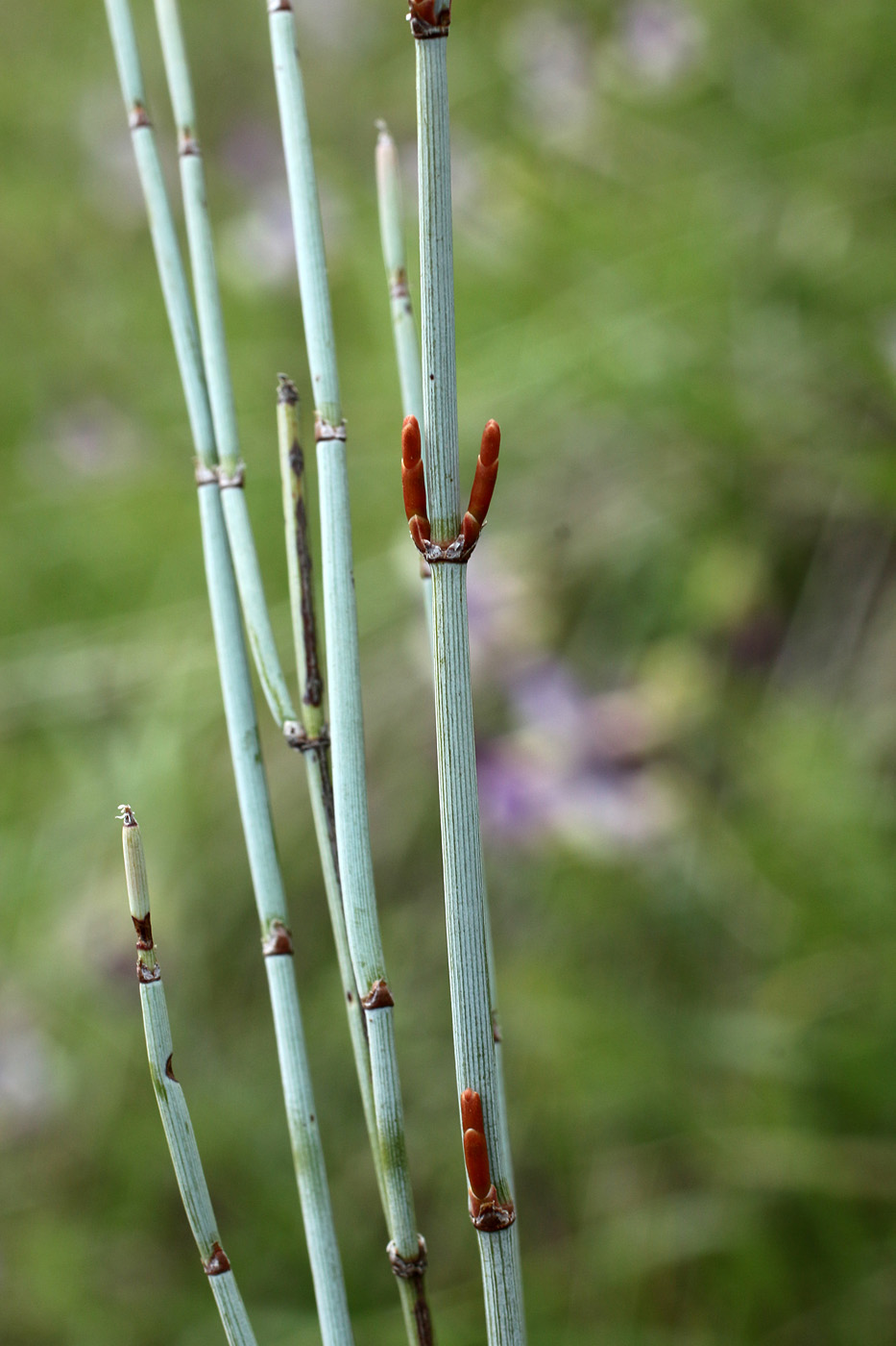 Изображение особи Ephedra intermedia.