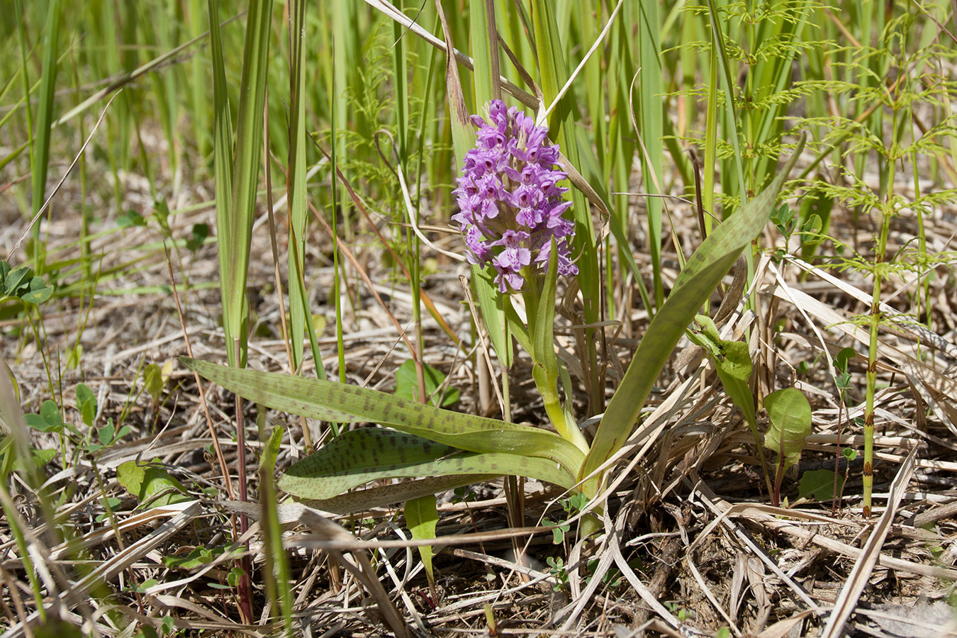 Image of Dactylorhiza baltica specimen.