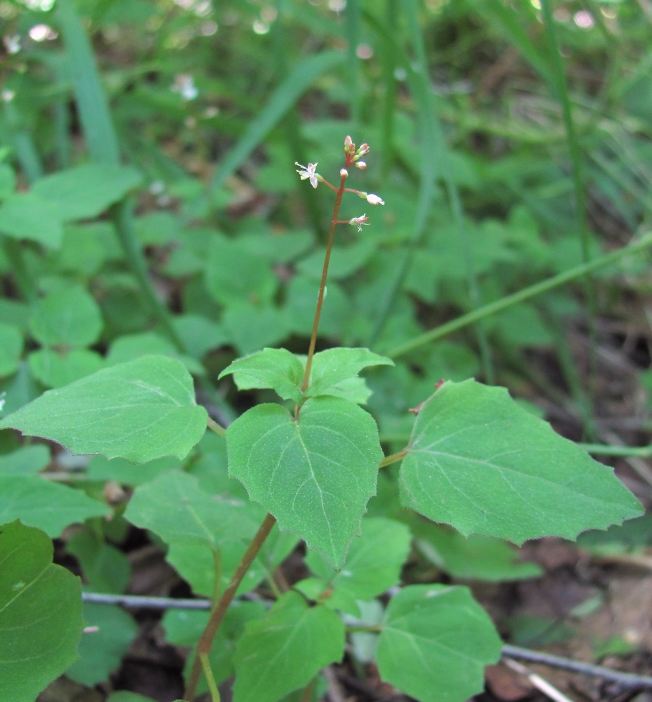 Image of Circaea alpina specimen.