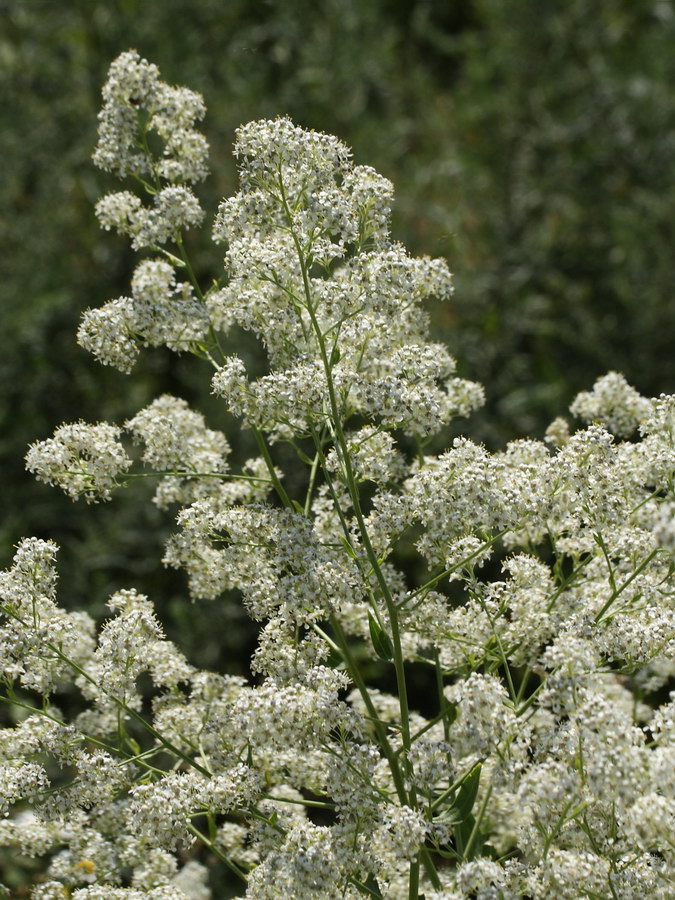 Изображение особи Lepidium latifolium.