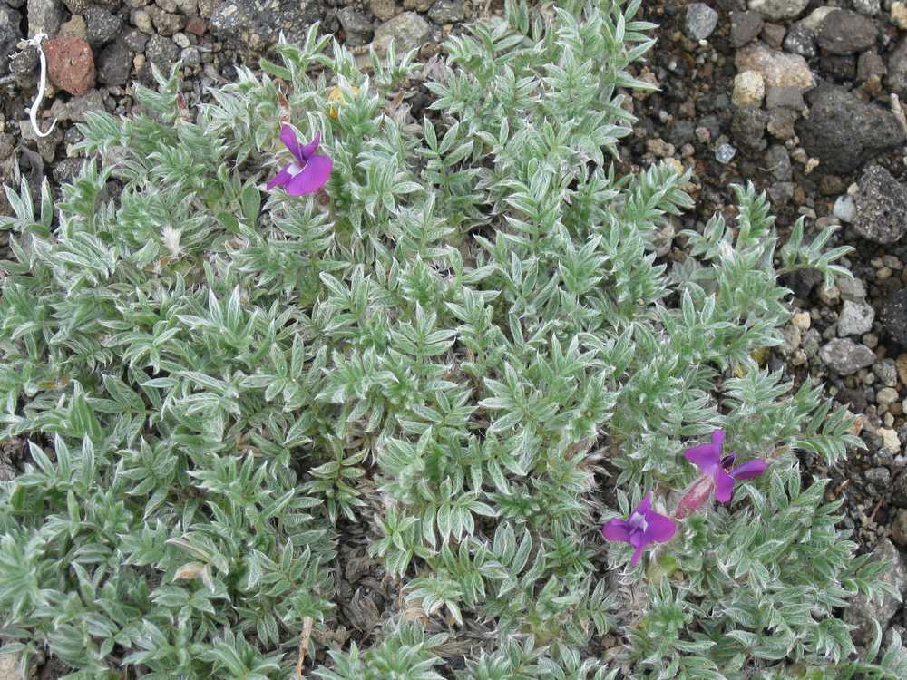 Изображение особи Oxytropis pumilio.